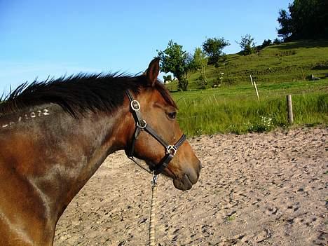 Traver Ranja Harvester - 4 juli 2005 billede 7