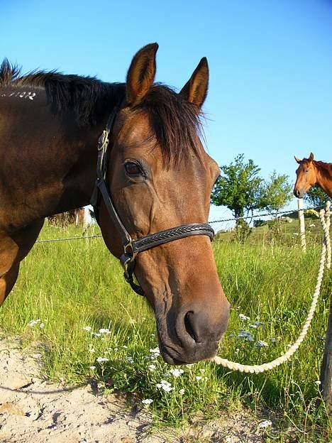 Traver Ranja Harvester - 4 juli 2005 billede 8
