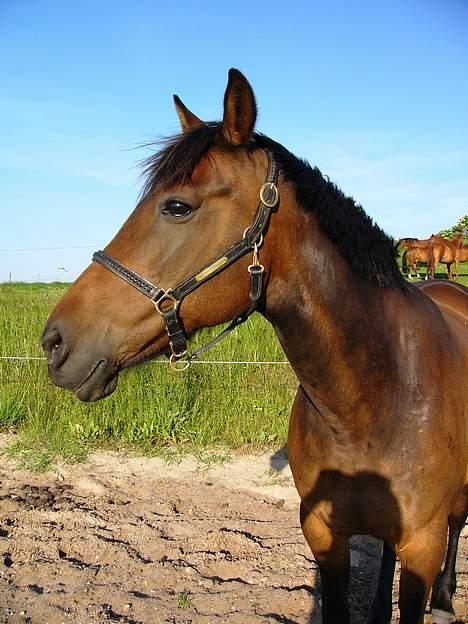 Traver Ranja Harvester - 4 juli 2005 billede 9