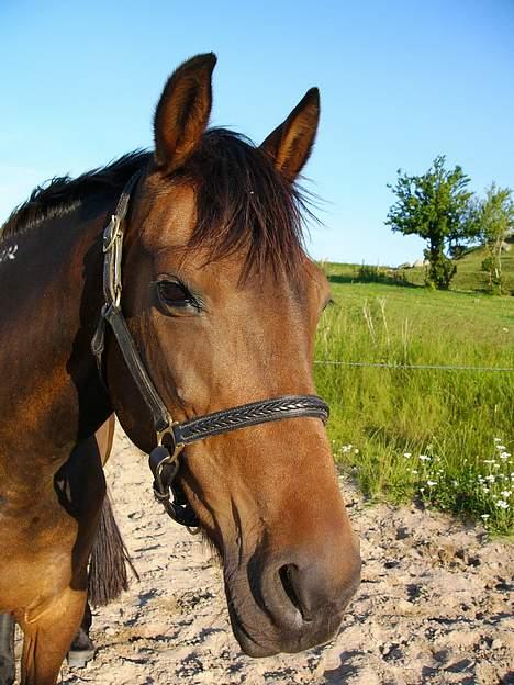 Traver Ranja Harvester - 4 juli 2005 billede 11