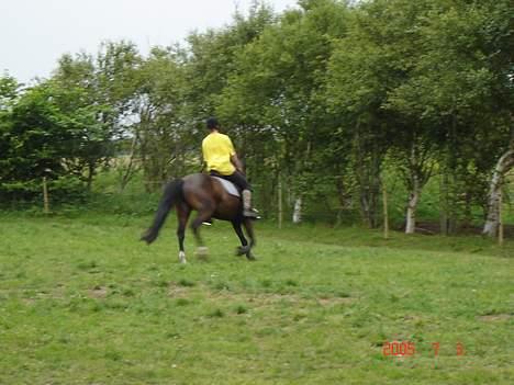 Traver Gassan Møllegård - Kasjan i Galop .. (Ik så godt ) Taget af min moar .. =S billede 13