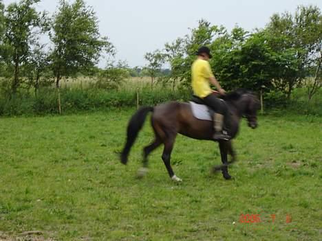 Traver Gassan Møllegård - Billed i Galop .. =D Kort Galop ! ..  billede 15