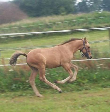 Anden særlig race Callime (Død 2010) - Som føl i 2002. Fuld fart på billede 47