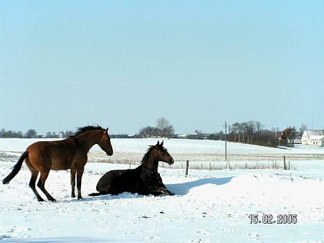 Dansk Varmblod Citrus. Solgt (2006) billede 11