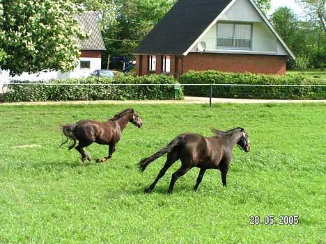 Dansk Varmblod Citrus. Solgt (2006) billede 12