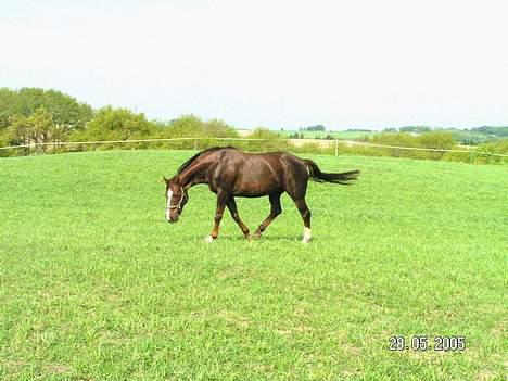Dansk Varmblod Citrus. Solgt (2006) billede 13
