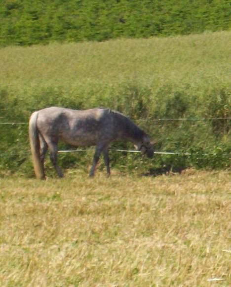 Welsh Pony (sec B) Hårupgård Denise - Mmmm græs:) billede 6