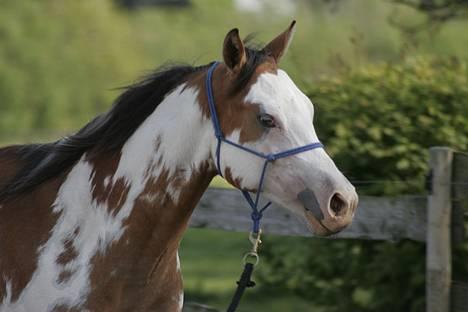 Paint Mr. snowflake - alle Billeden er coyrighte hvis vil bru dem konkt mig. *ny 12/5-06 * billede 1