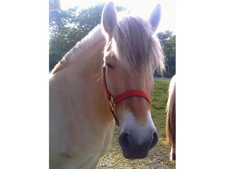 {{currentPhoto.altText}} billede {{currentPhoto.number}}