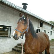 Anden særlig race Brilliant Sky (Billy)