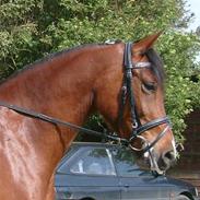 Anden særlig race Brilliant Sky (Billy)