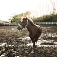 New Forest Beethoven<3 Solgt:(