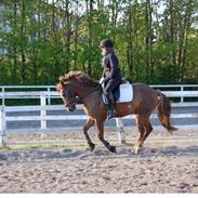 New Forest Beethoven<3 Solgt:(