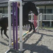 Anden særlig race Malou solgt giga tårer;(