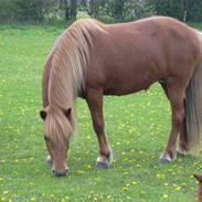 Islænder Hafdís fra Birkevang