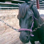 Anden særlig race Blacky