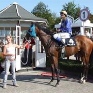 Fuldblod (XX) Maunsell´s Road(IRE)Solgt