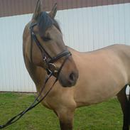 Anden særlig race Marcel