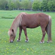 Islænder Hafdís fra Birkevang