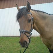 Anden særlig race Marcel