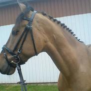 Anden særlig race Marcel