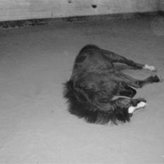 Anden særlig race Malou solgt giga tårer;(