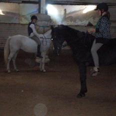 Anden særlig race Malou solgt giga tårer;(