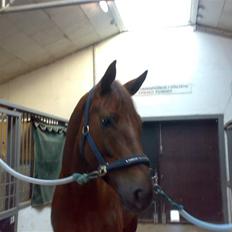 Dansk Varmblod **Tornhøjs Diona**