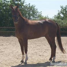 Dansk Varmblod **Tornhøjs Diona**