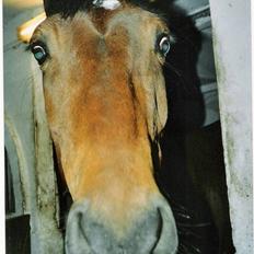 Dansk Varmblod Cadonna-A