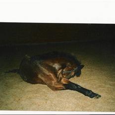 Dansk Varmblod Cadonna-A