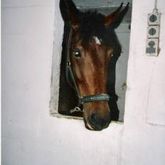 Dansk Varmblod Cadonna-A