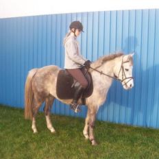 Anden særlig race Daimond solgt