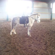 Anden særlig race Daimond solgt