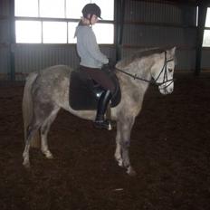 Anden særlig race Daimond solgt