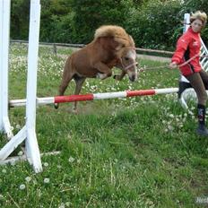 Anden særlig race Samson