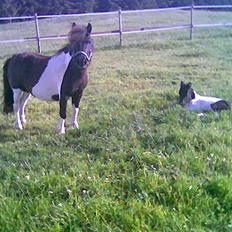 Shetlænder Lille Nanna