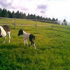 Shetlænder Lille Nanna