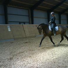 Anden særlig race Valentino Afleveret tilbage  