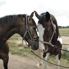 Anden særlig race Valentino Afleveret tilbage  