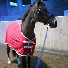 Anden særlig race Valentino Afleveret tilbage  