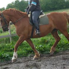 Frederiksborg Engkildegårds Fjela SOLGT