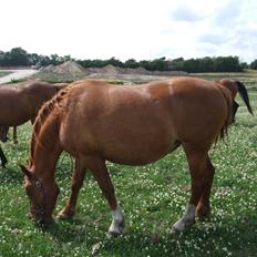 Frederiksborg Engkildegårds Fjela SOLGT