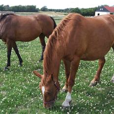 Frederiksborg Engkildegårds Fjela SOLGT