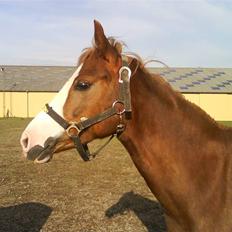 Welsh Pony (sec B) Starligth * R.I.P Savnet for evigt *