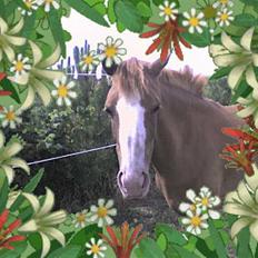 Anden særlig race Rosa R.I.P