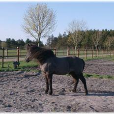 Islænder Vikingur fra Sejershøj