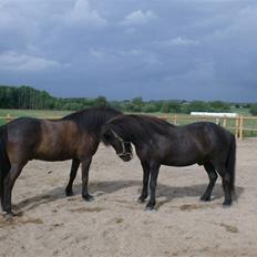 Islænder Vikingur fra Sejershøj