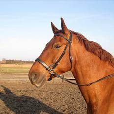 Frederiksborg Rubin [Himmelhest]