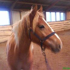 Anden særlig race Hidalgo<33